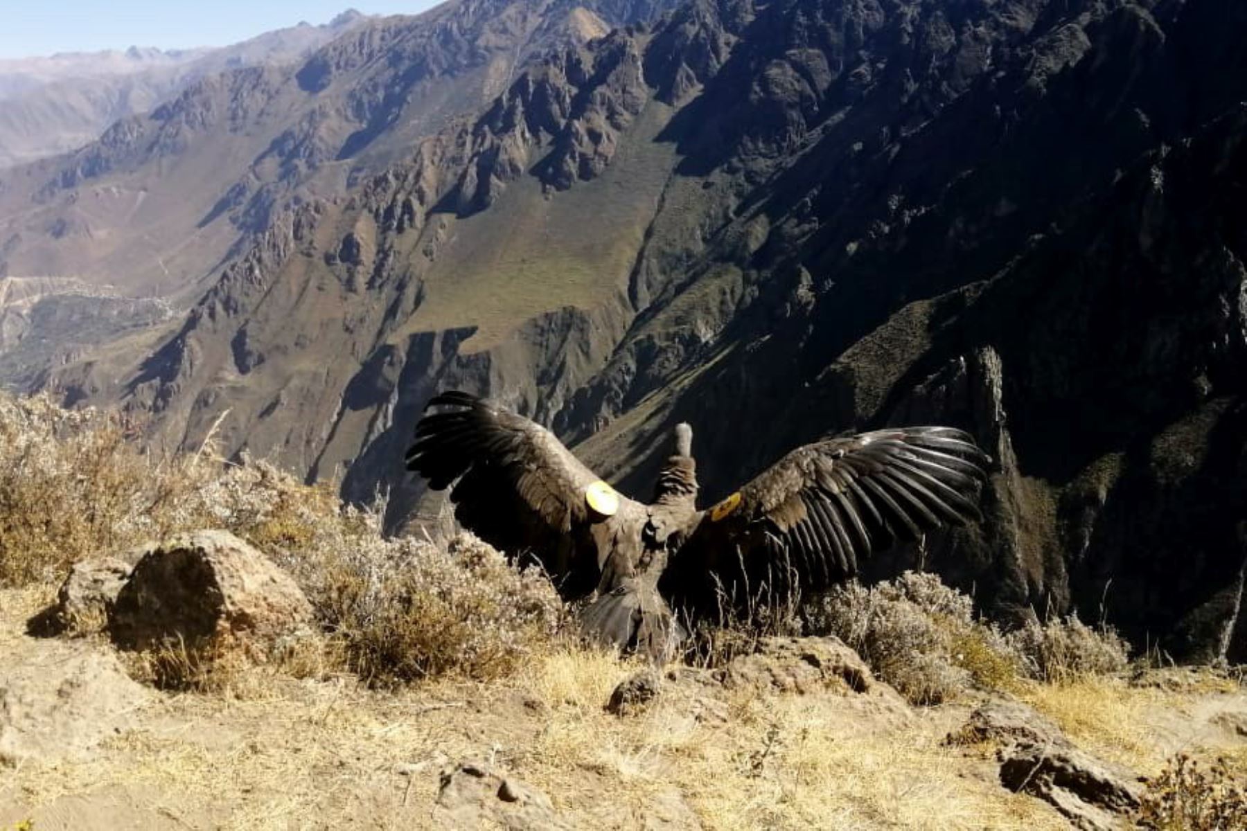 Serfor libera en valle del Colca a cóndor andino tras exitosa labor de recuperación.