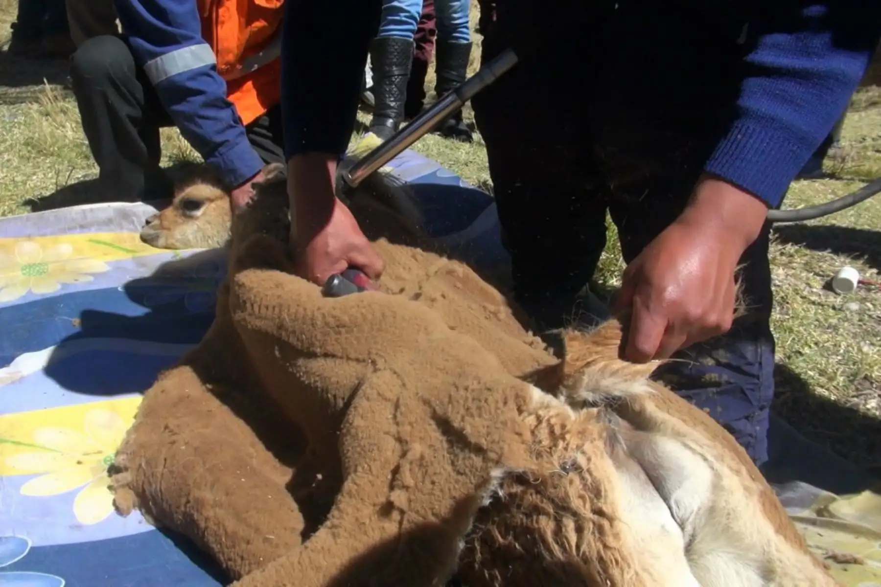Obtienen más de 25 kg. de fibra de vicuña en Chaccu Ecoturístico Marancocha-Aychana