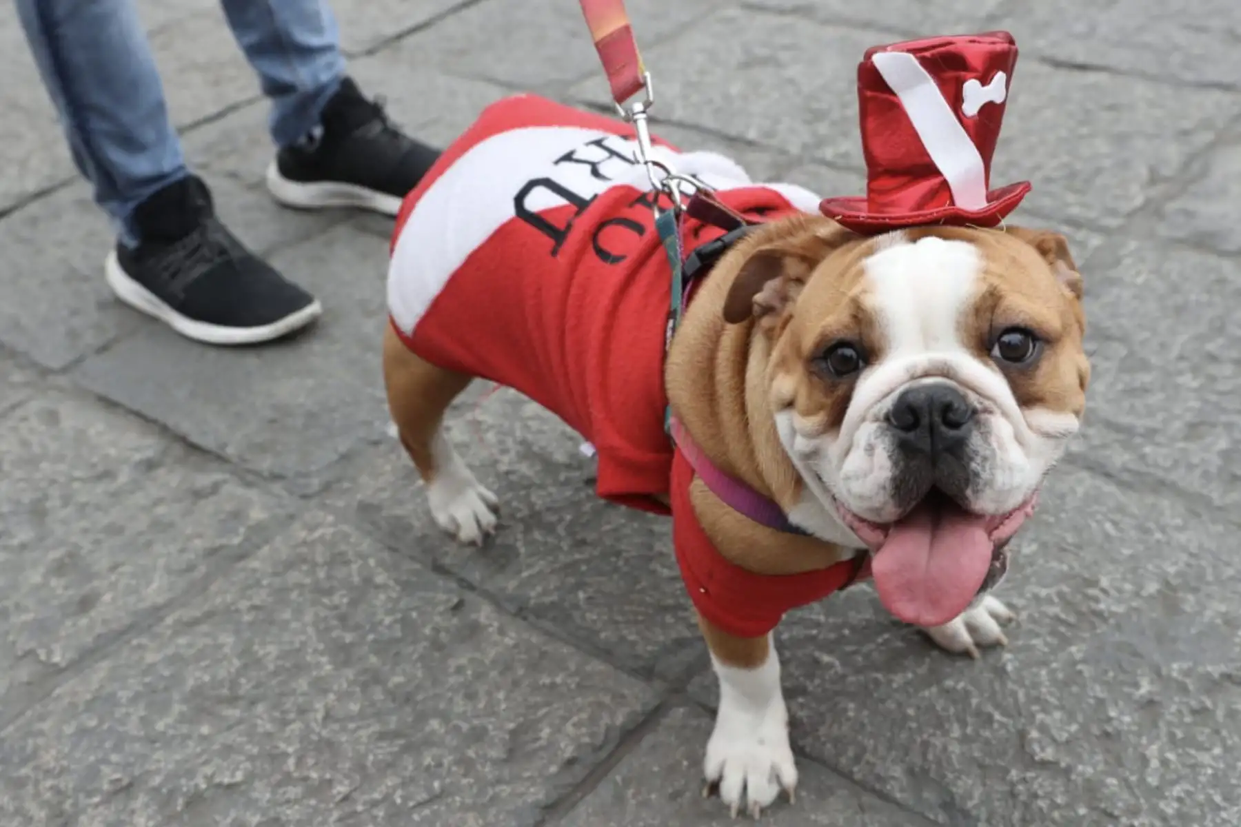 Plaza de Armas de Lima: Hinchas peruanos salen alentar a la blanquiroja que juega la final de la  Copa América 2019 ante Brasil.
Foto: ANDINA/Melina Mejía