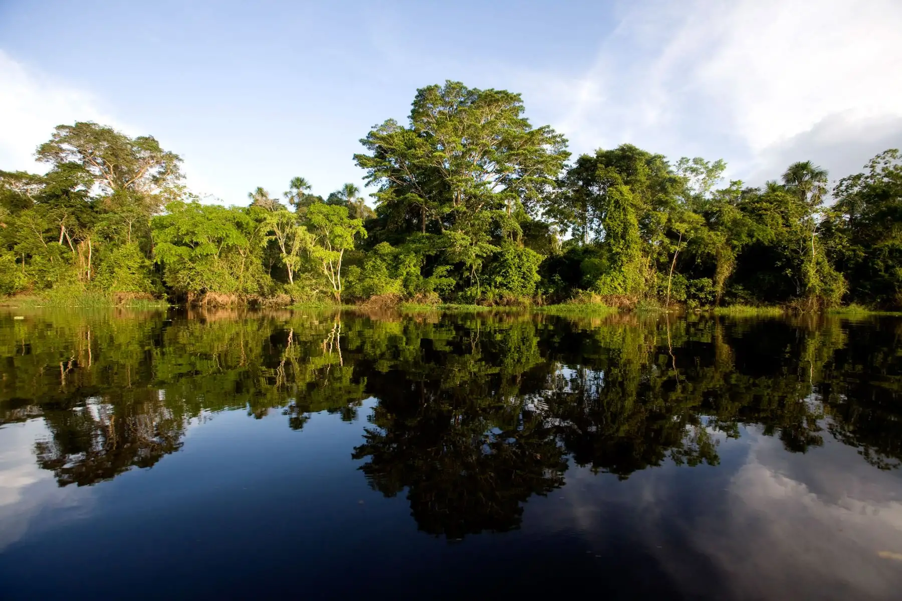 Gobierno y cooperación japonesa se unen para conservar bosques de Perú. ANDINA/Difusión