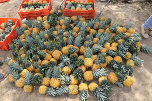 Productores del Vraem incrementaron su producción de piña golden. ANDINA/Difusión