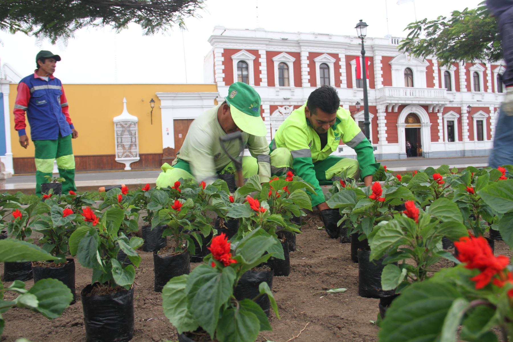 Trujillo siembra plantas ornamentales para recuperar su plaza de Armas para tenerla lista para Fiestas Patrias. ANDINA/Difusión