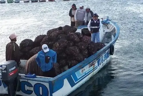 El Organismo Nacional de Santidad Pesquera (Sanipes), ente técnico adscrito al Ministerio de la Producción (Produce) participó en un operativo policial que permitió el hallazgo de 1,400 kilogramos de concha de abanico procedente de un banco natural prohibido para extracción.