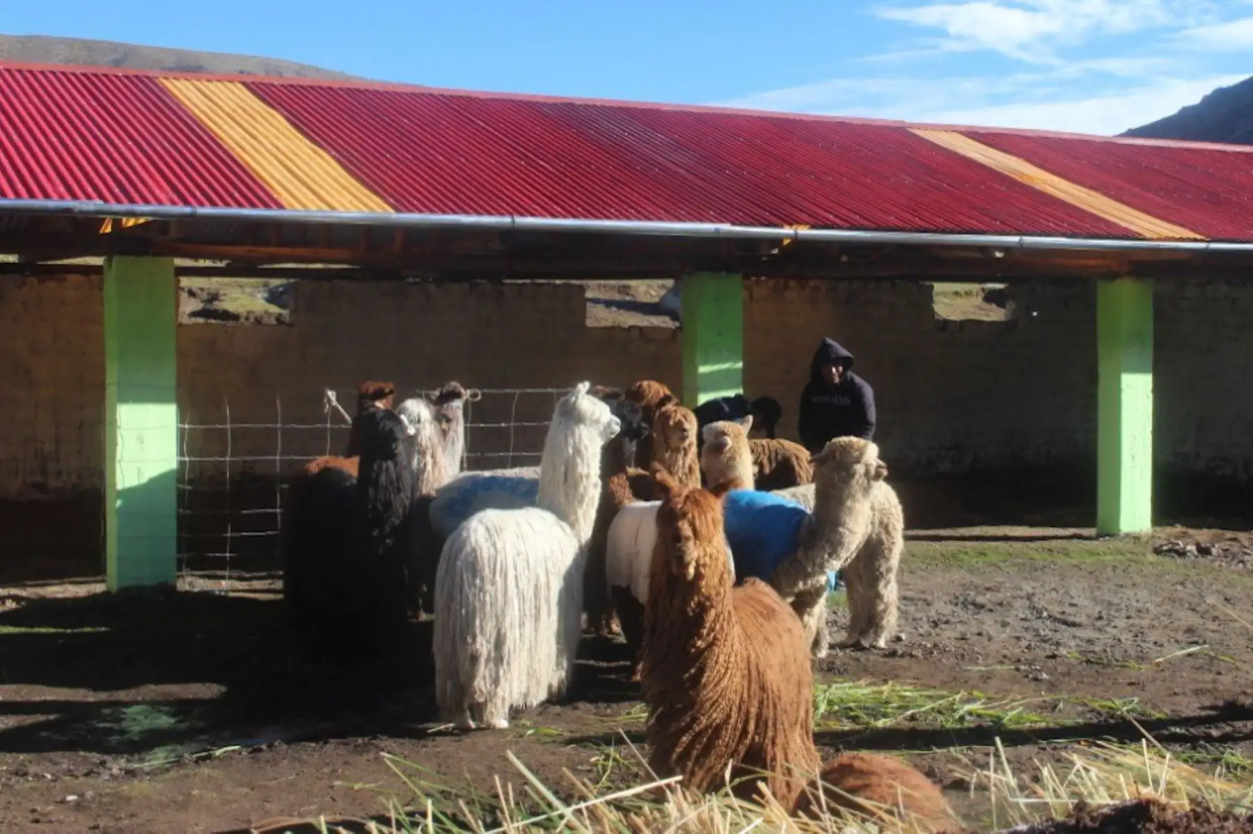 Minagri incrementará cobertizos en regiones para proteger ganado de las heladas