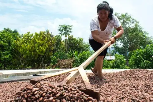 Más de 600 familias de agricultores recuperarán bosques amazónicos del Parque Nacional Cordillera Azul con agroforestería de café y cacao. ANDINA/Difusión