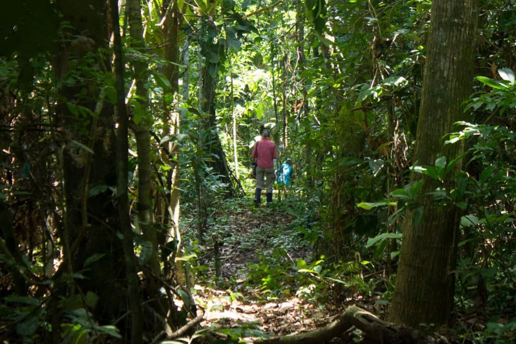 Conoce la iniciativa que propone apadrinar conservación de bosques en Madre de Dios. Foto: Arbio Perú