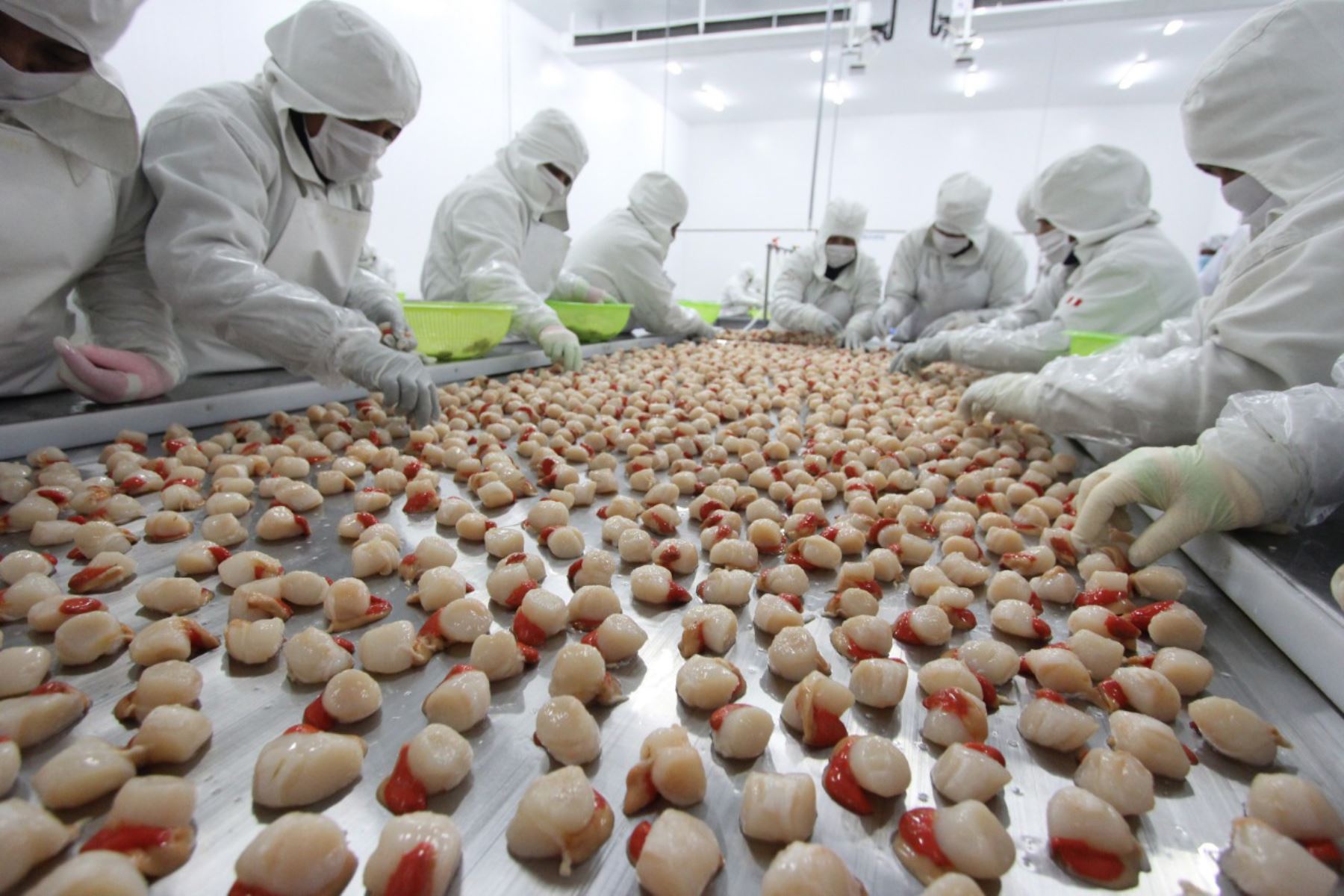 Las conchas de abanico cosechadas del área de producción Tunga-Queso en la Bahía de Independencia (Pisco) pueden ser directamente destinadas al procesamiento o comercialización para el consumo humano directo.