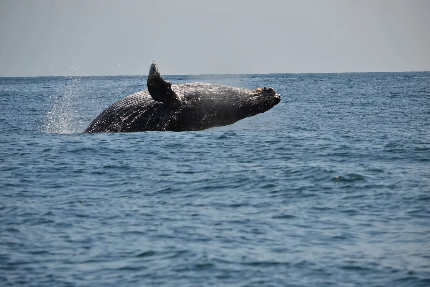 Las costas del distrito de Canoas de Punta Sal son ideales, de julio a octubre, para avistar tanto ballenas como tiburones ballena. Este último, un inofensivo animal, considerado el más grande del planeta. Tumbes tiene por meta convertirse en principal destino turístico del norte del país.Foto: ANDINA/Difusión