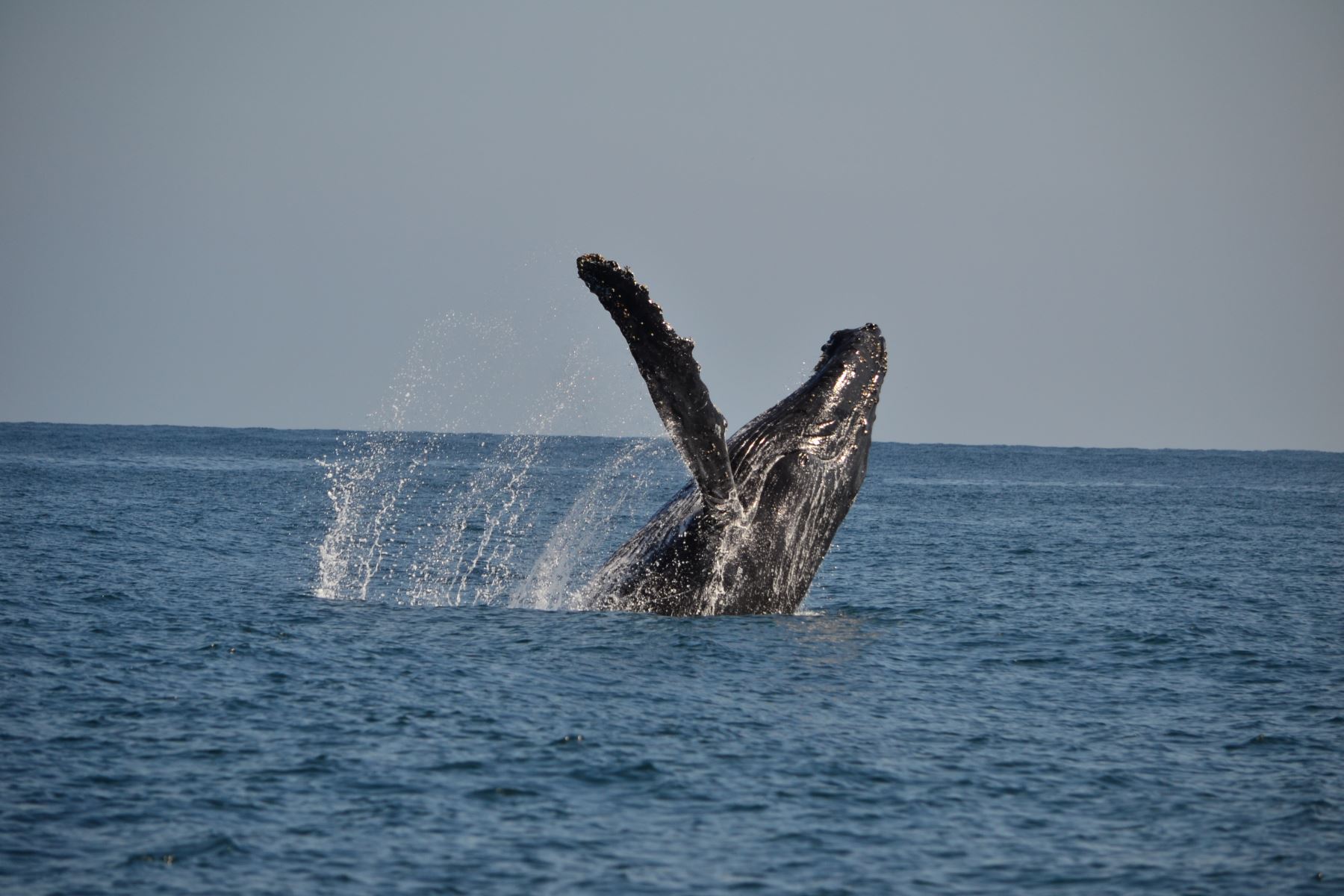 Este fin de semana largo es una fecha propicia para visitar Piura y disfrutar del avistamiento de ballenas. ANDINA/Difusión