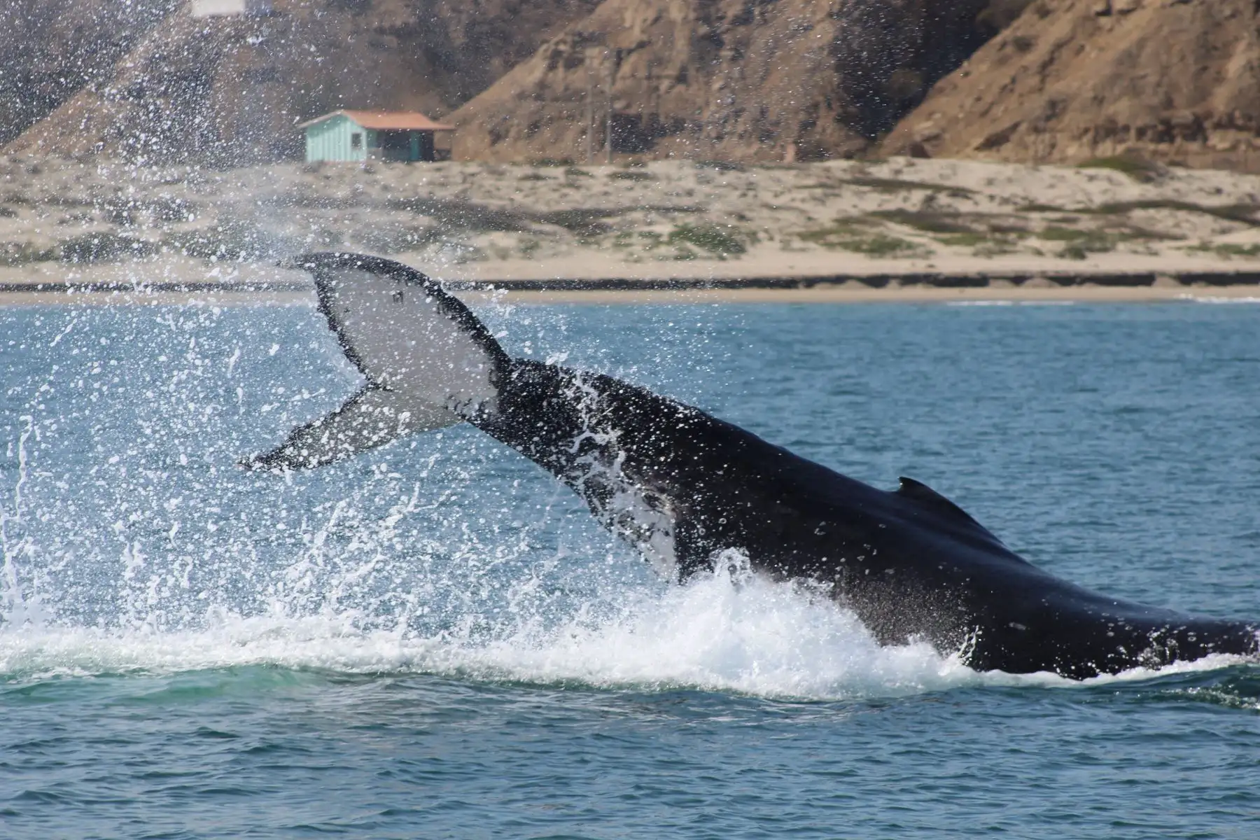 Las costas del distrito de Canoas de Punta Sal son ideales, de julio a octubre, para avistar tanto ballenas como tiburones ballena. Este último, un inofensivo animal, considerado el más grande del planeta. Tumbes tiene por meta convertirse en principal destino turístico del norte del país.Foto: ANDINA/Difusión