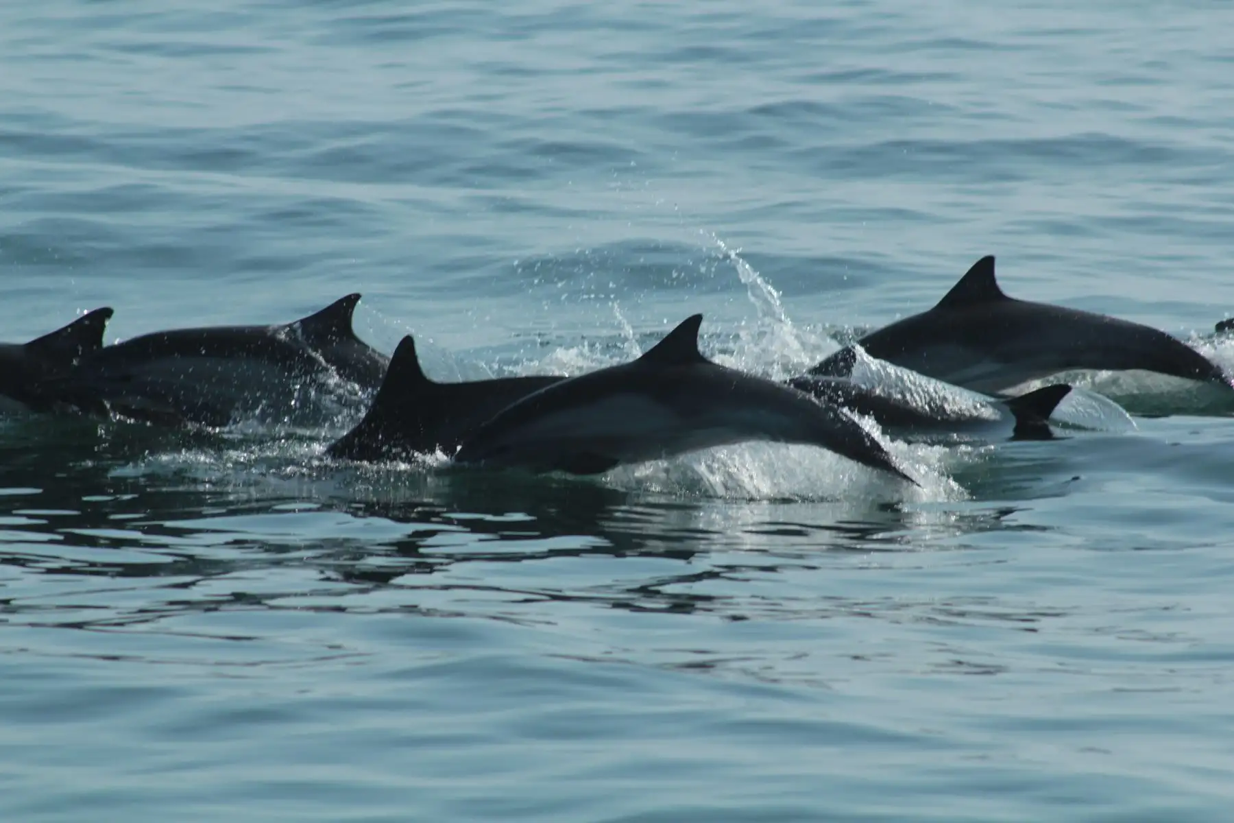 Las costas del distrito de Canoas de Punta Sal son ideales, de julio a octubre, para avistar tanto ballenas como tiburones ballena. Este último, un inofensivo animal, considerado el más grande del planeta. Tumbes tiene por meta convertirse en principal destino turístico del norte del país.Foto: ANDINA/Difusión