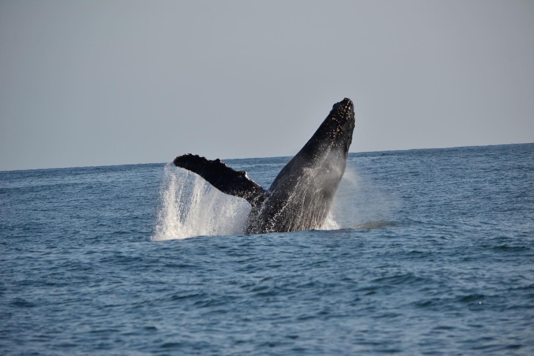 Especies migratorias como la ballena jorobada transitan por el sector donde se propone crear la Reserva Nacional Dorsal de Nasca, frente a las costas del departamento de Ica. Cortesía