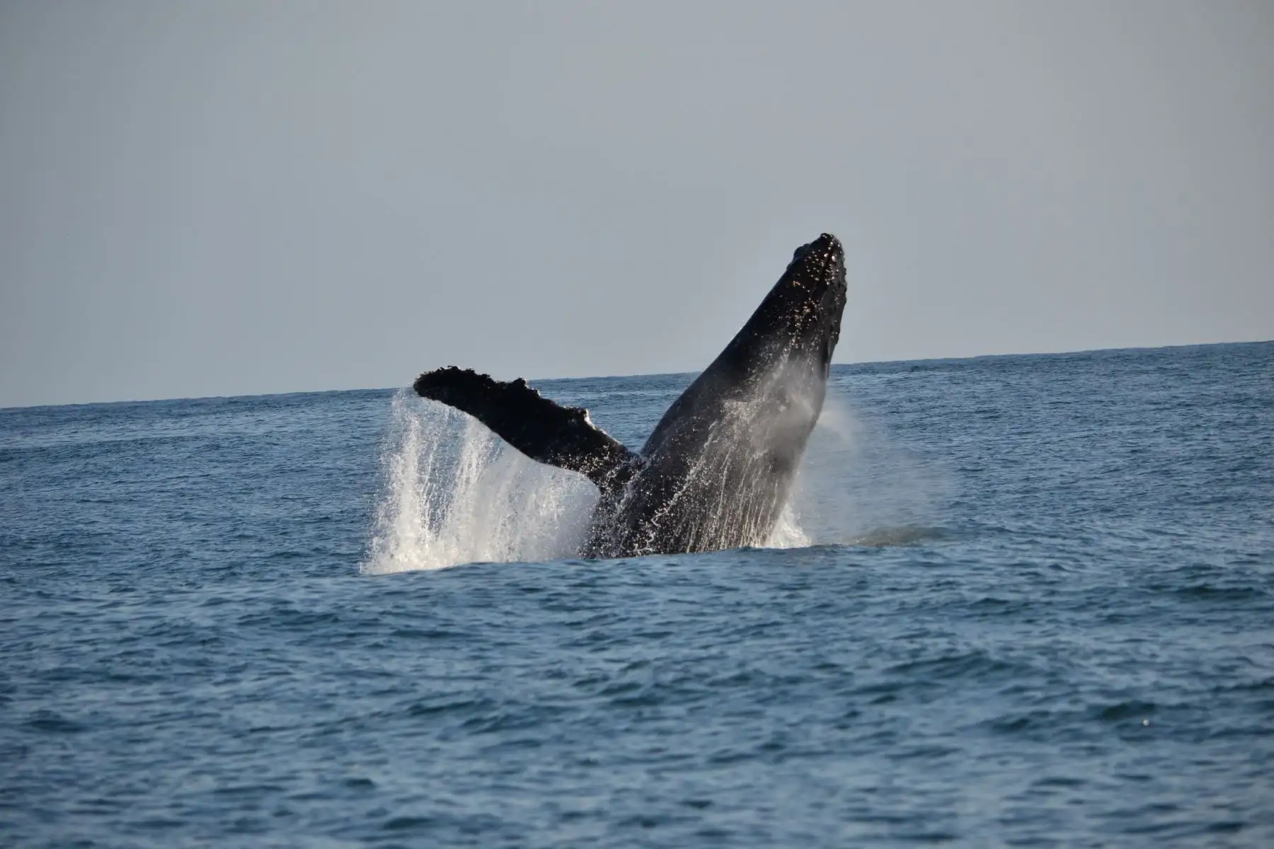El Perú está nominado a mejor Destino de Avistamiento de Ballenas de Sudamérica, en los World Travel Awards 2020. ANDINA/Archivo