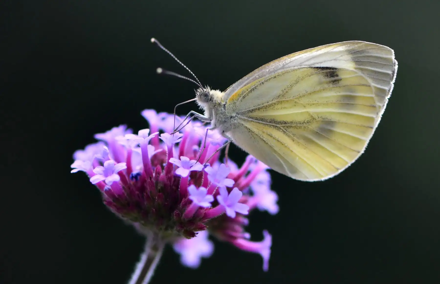 Una mariposa se sienta en una flor en el jardín botánico de Bochum, Alemania occidental. Foto: AFP