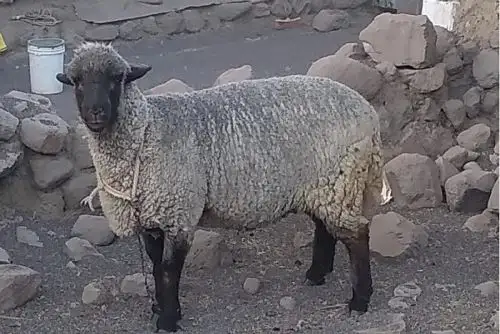 Recomiendan proteger al ganado por daños causados en pastos y cultivos por las cenizas expulsadas por el volcán Ubinas.