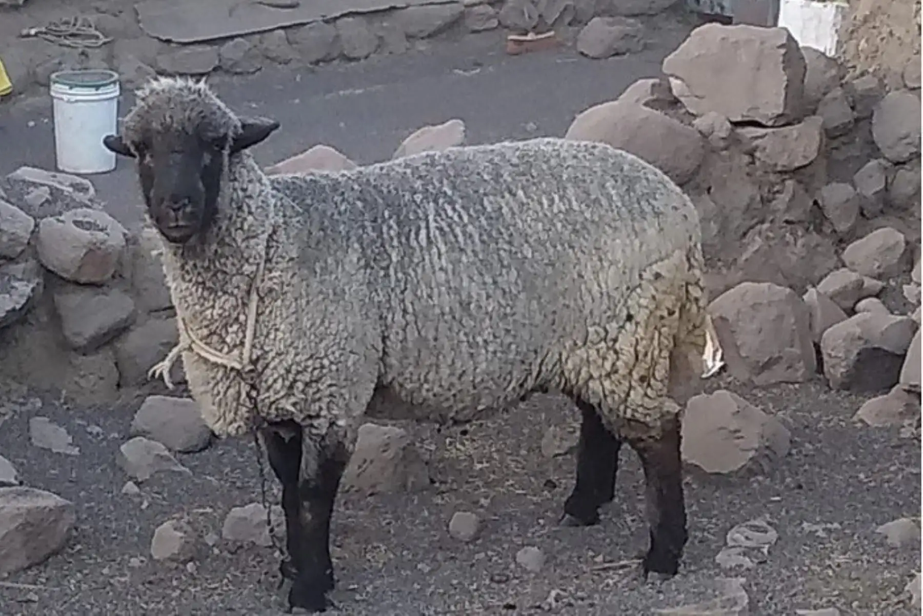 Recomiendan proteger al ganado por daños causados en pastos y cultivos por las cenizas expulsadas por el volcán Ubinas.