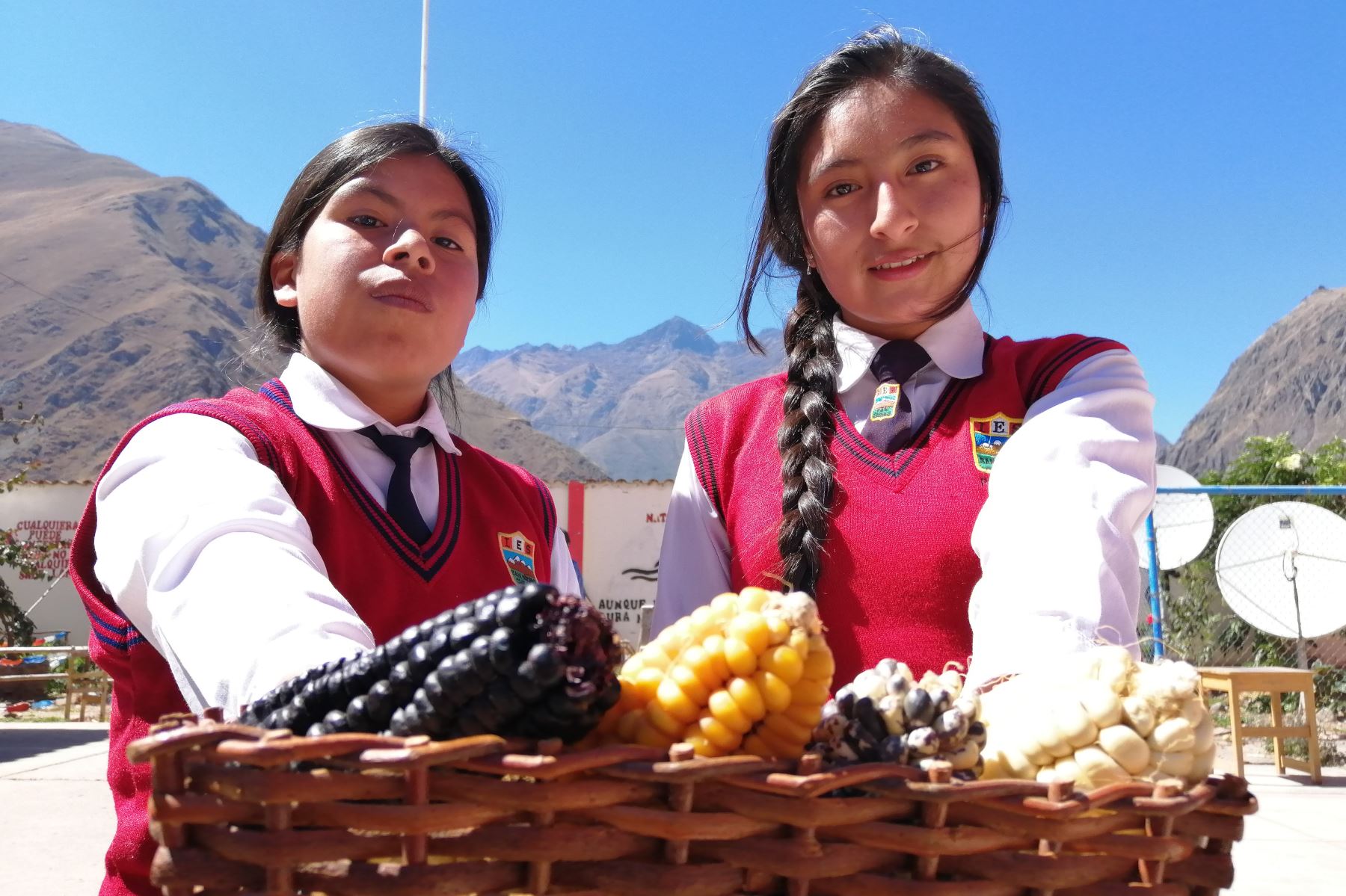 Escolares emprendedores del distrito cusqueño de Ollantaytambo elaboran infusiones de cabello de maíz. ANDINA