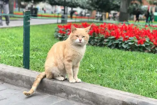 Gato del Parque Central de Miraflores. Foto: Priscila Cárdenas @ctrl_alt_suprim