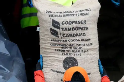Cacao fino de aroma producido en la Reserva Nacional Tambopata y el Parque Nacional Bahuaja Sonene llegará a mesas de Italia. Foto: ANDINA/Difusión