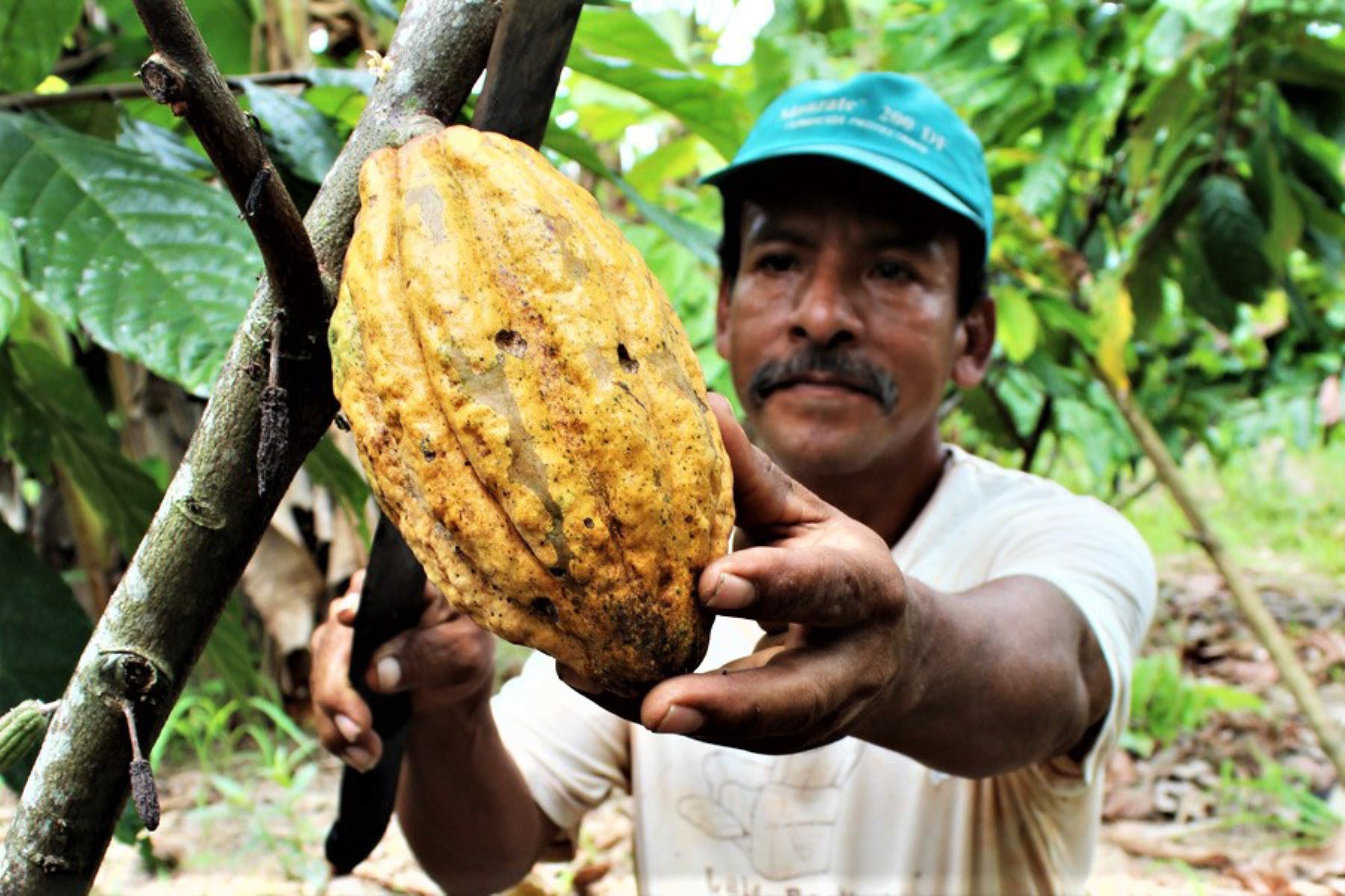 Ponen en marcha ambicioso proyecto de cacao orgánico que beneficiará a productores de las regiones de San Martín, Amazonas, Piura y Tumbes.