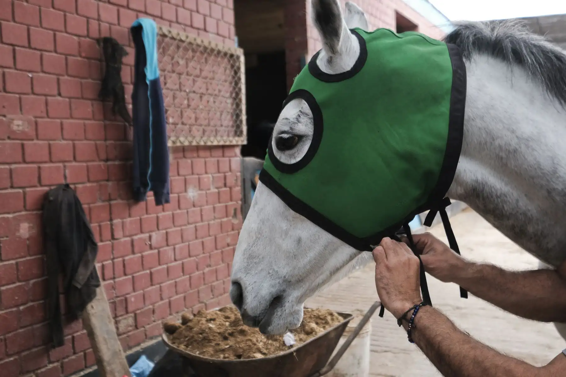 Entrenamiento y preparación de caballos de competencia en el Hipódromo de Monterrico.
Foto: ANDINA/ Miguel Mejía Castro