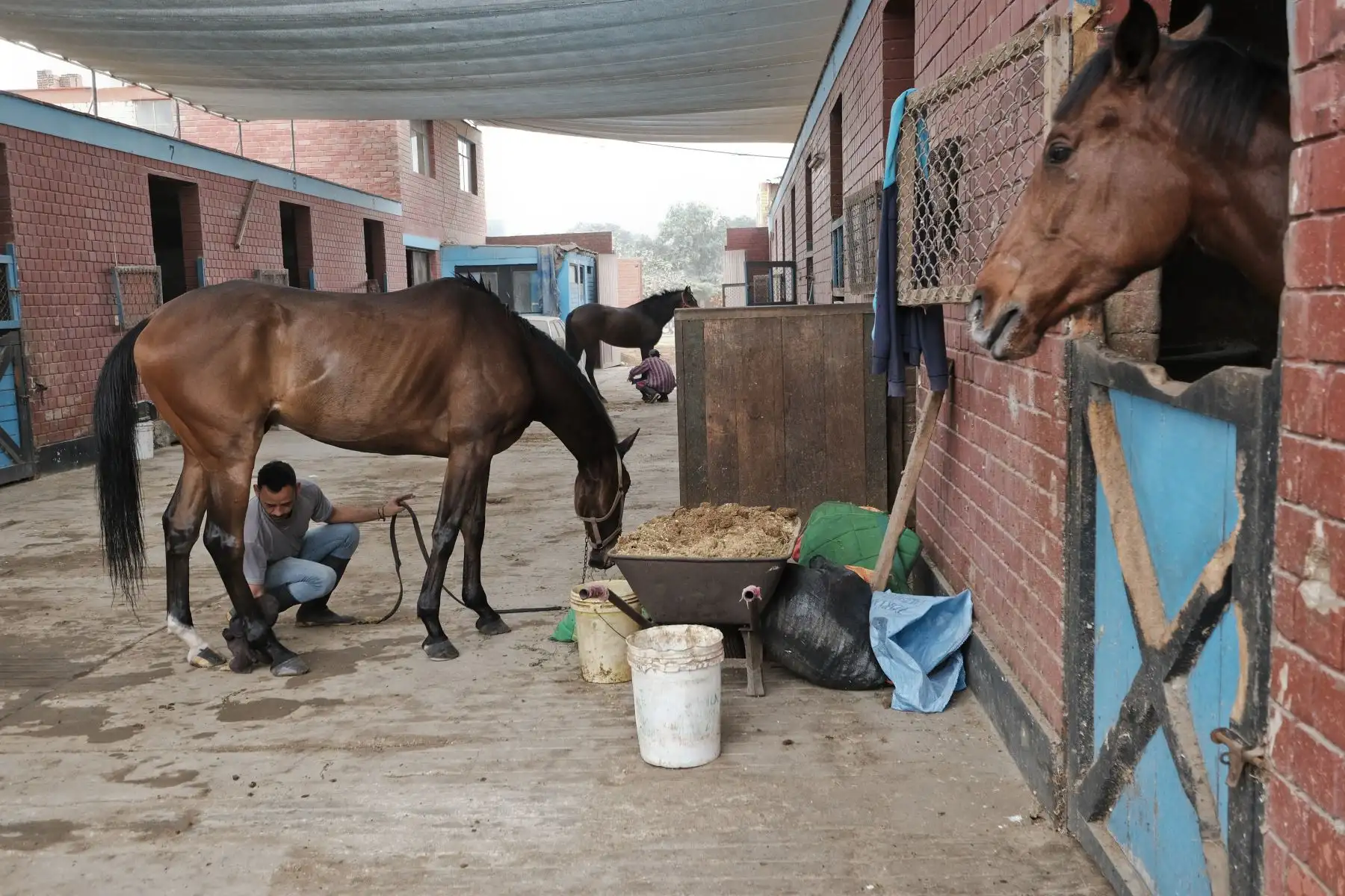 Entrenamiento y preparación de caballos de competencia en el Hipódromo de Monterrico.
Foto: ANDINA/ Miguel Mejía Castro
