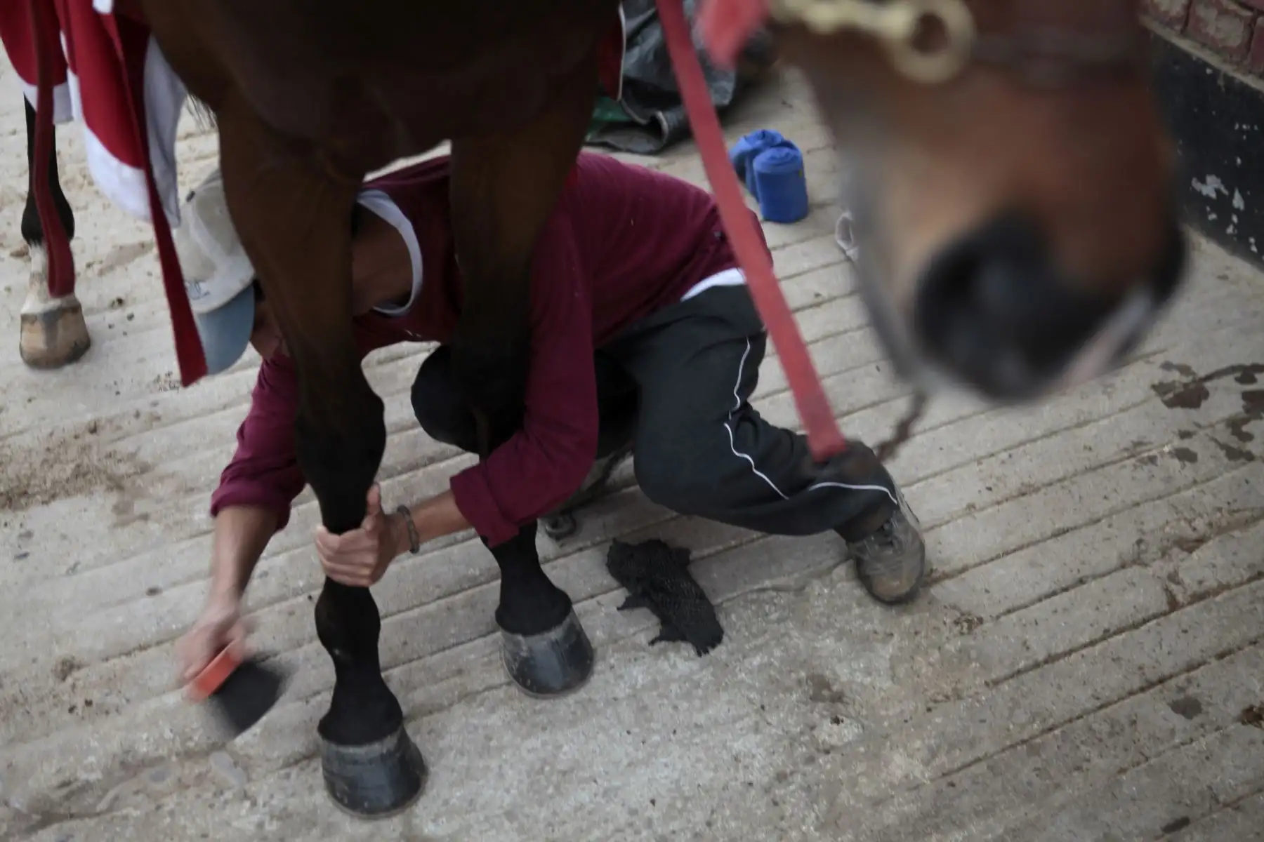 Entrenamiento y preparación de caballos de competencia en el Hipódromo de Monterrico.
Foto: ANDINA/ Miguel Mejía Castro