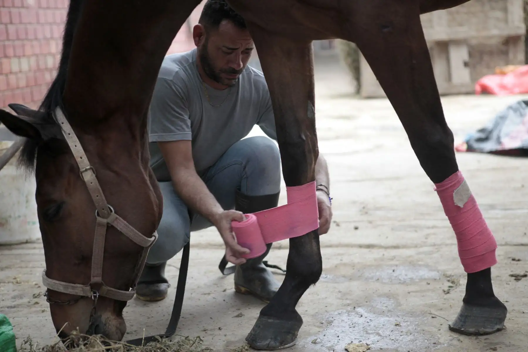 Entrenamiento y preparación de caballos de competencia en el Hipódromo de Monterrico.
Foto: ANDINA/ Miguel Mejía Castro