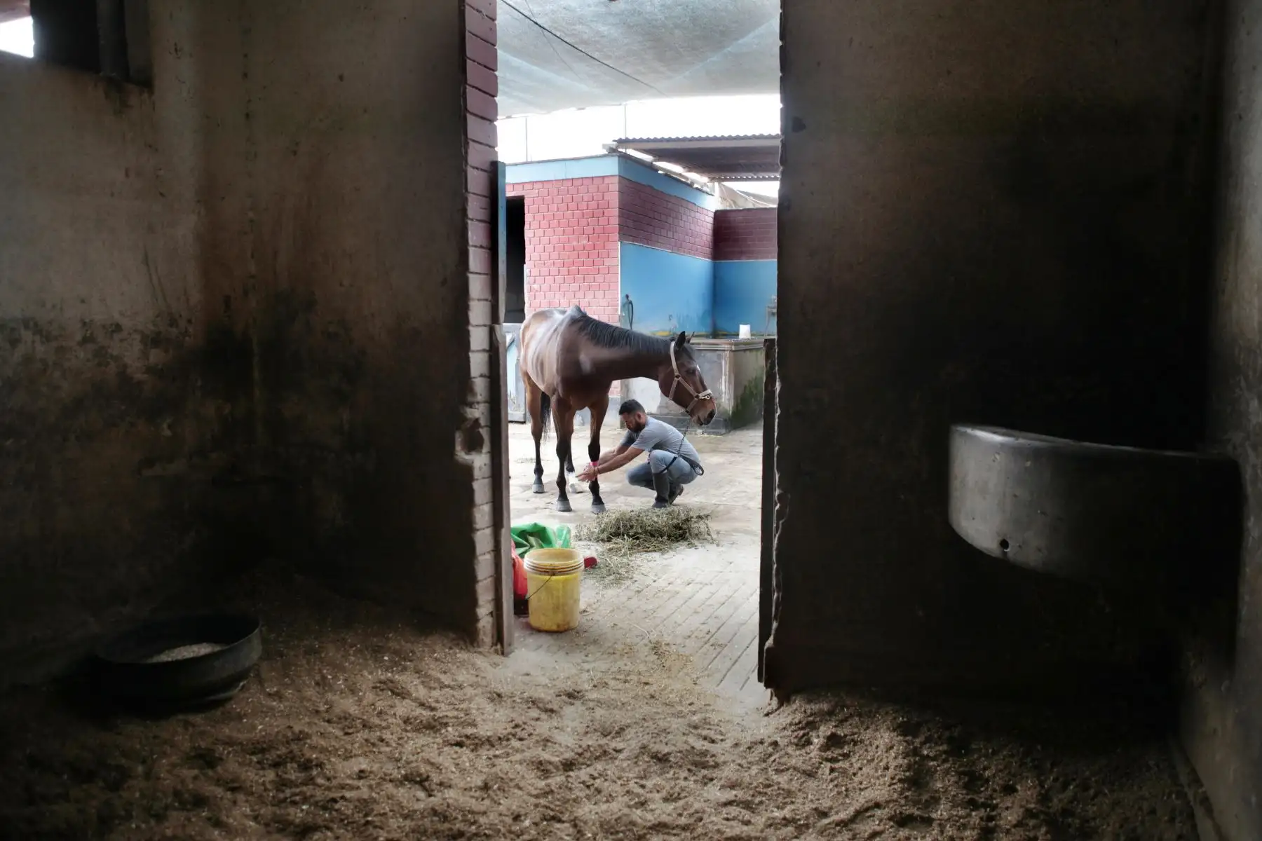 Entrenamiento y preparación de caballos de competencia en el Hipódromo de Monterrico.
Foto: ANDINA/ Miguel Mejía Castro