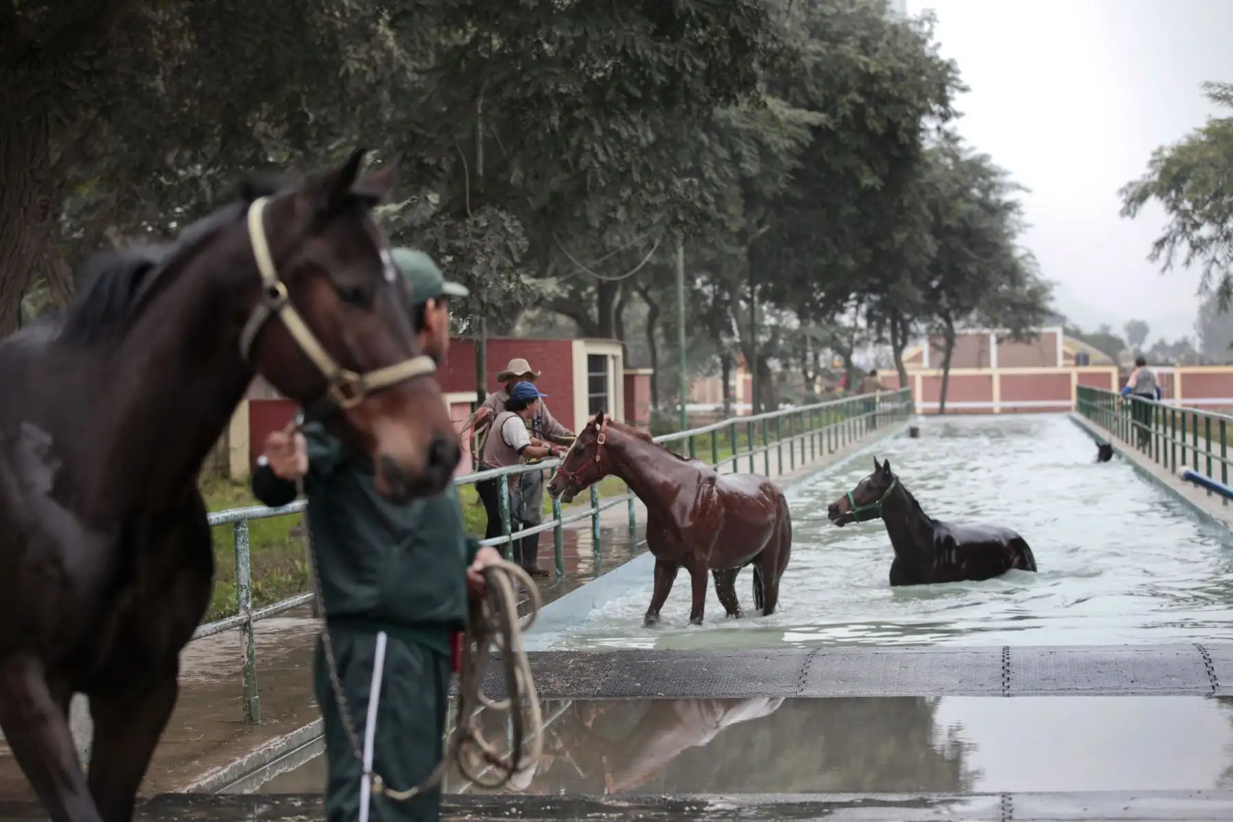 Entrenamiento y preparación de caballos de competencia en el Hipódromo de Monterrico.
Foto: ANDINA/ Miguel Mejía Castro