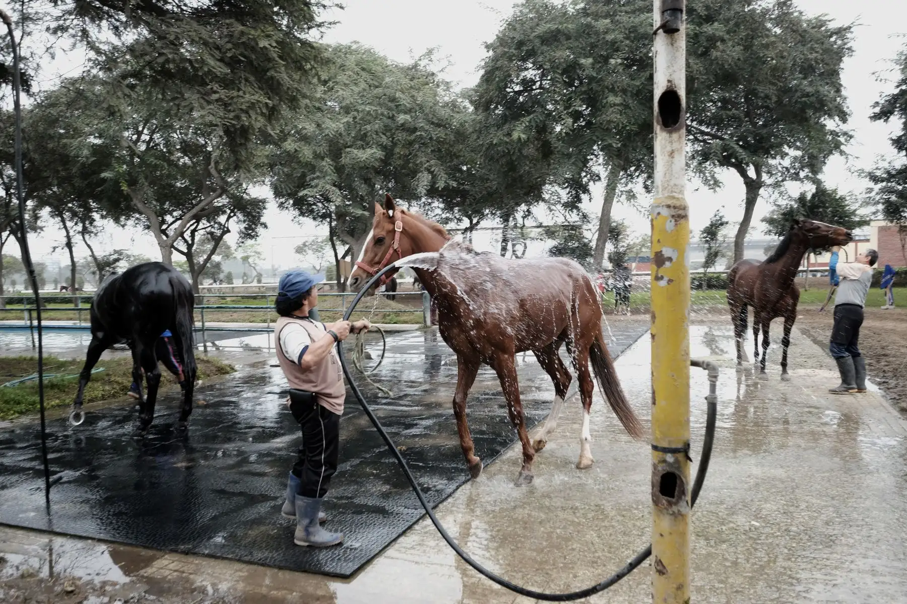 Entrenamiento y preparación de caballos de competencia en el Hipódromo de Monterrico.
Foto: ANDINA/ Miguel Mejía Castro
