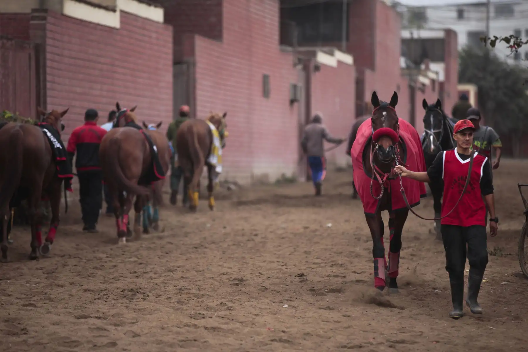 Entrenamiento y preparación de caballos de competencia en el Hipódromo de Monterrico.
Foto: ANDINA/ Miguel Mejía Castro