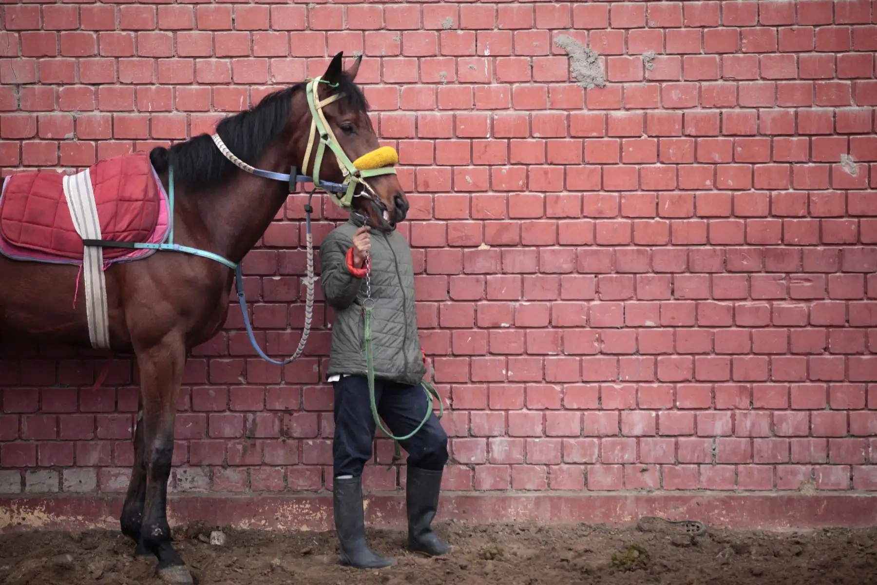 Entrenamiento y preparación de caballos de competencia en el Hipódromo de Monterrico.
Foto: ANDINA/ Miguel Mejía Castro