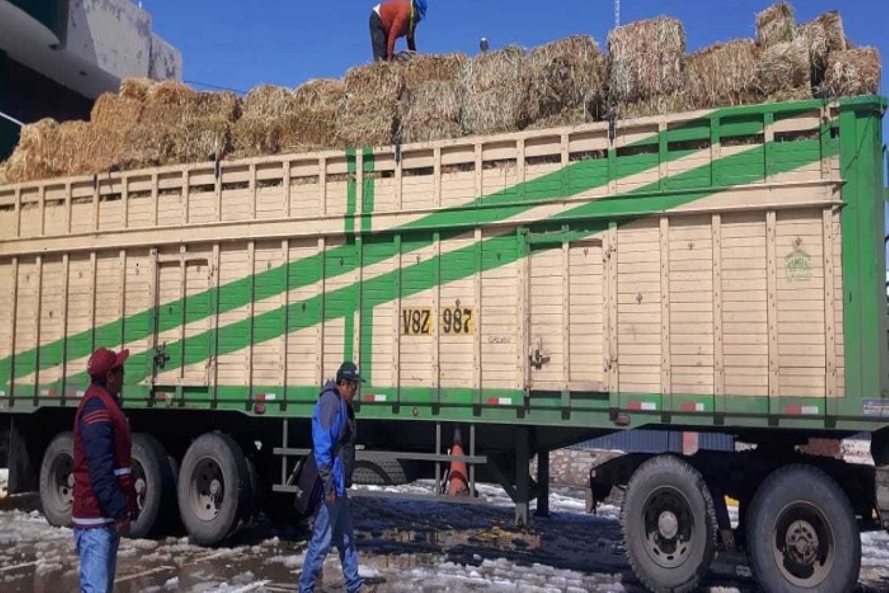 El Ministerio de Agricultura y Riego (Minagri), a través de Agro Rural, inició la distribución de pacas heno en los distritos afectados por la erupción del volcán Ubicas en los departamentos de Moquegua, Arequipa, Puno y Tacna; a fin de garantizar la alimentación del ganado.