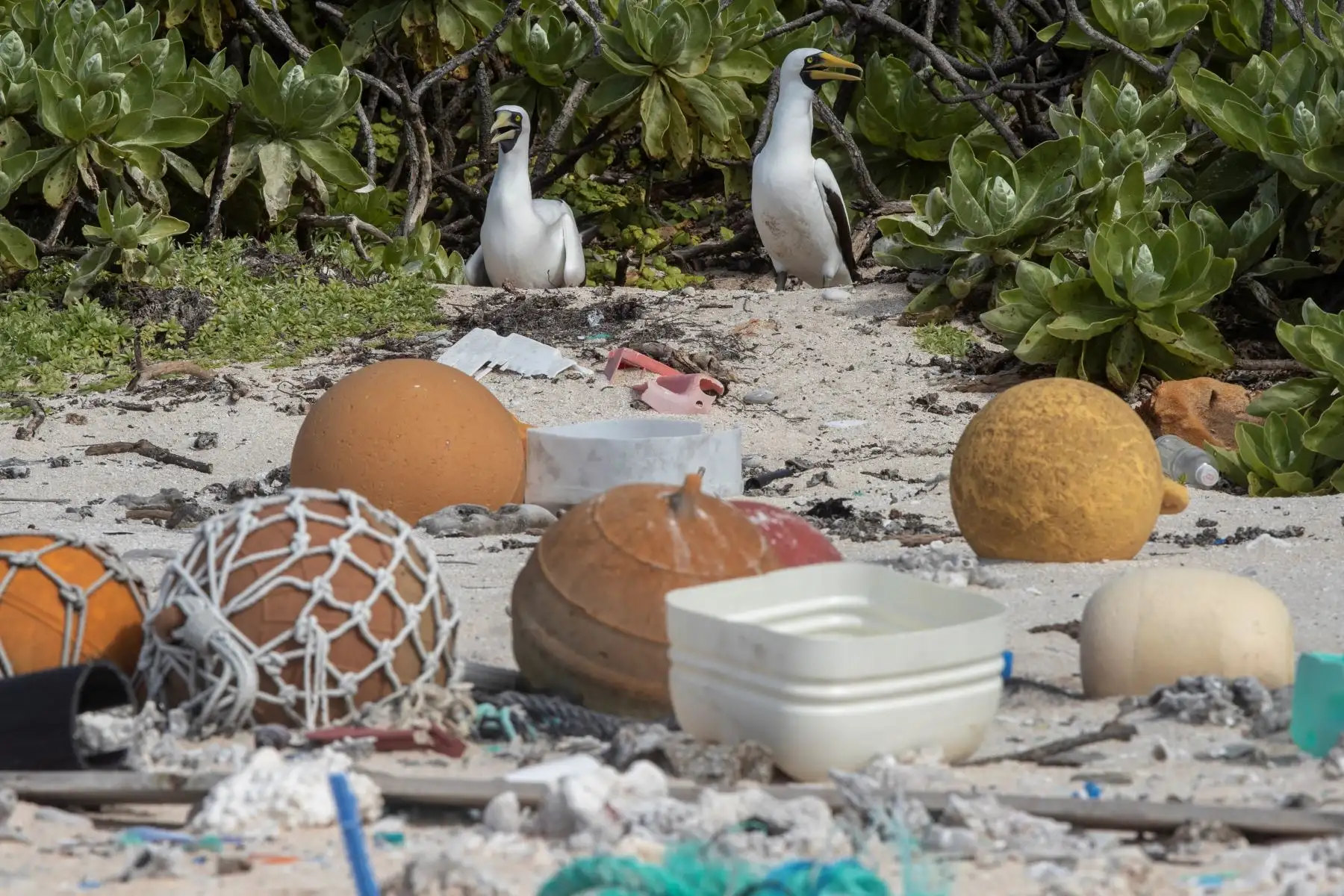 Nueva Zelanda,esta fotografía muestra a dos piqueros enmascarados caminando entre la basura en la marca de la marea alta en una playa en la Isla Henderson, un miembro deshabitado del archipiélago de las Islas Pitcairn.AFP