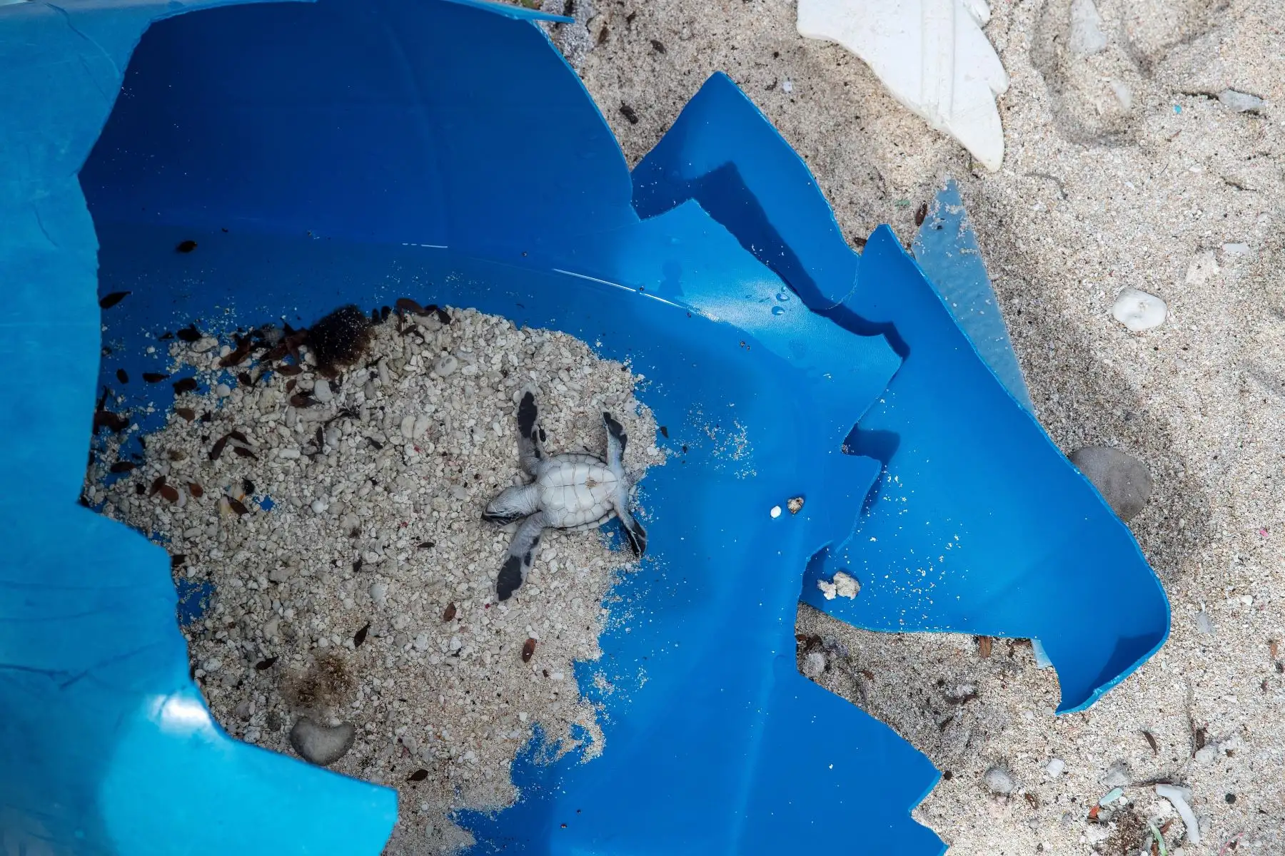 Esta imagen muestra una tortuga bebé en un recipiente de plástico en una playa de la isla Henderson, un miembro deshabitado del archipiélago de las Islas Pitcairn en el Océano Pacífico Sur.AFP