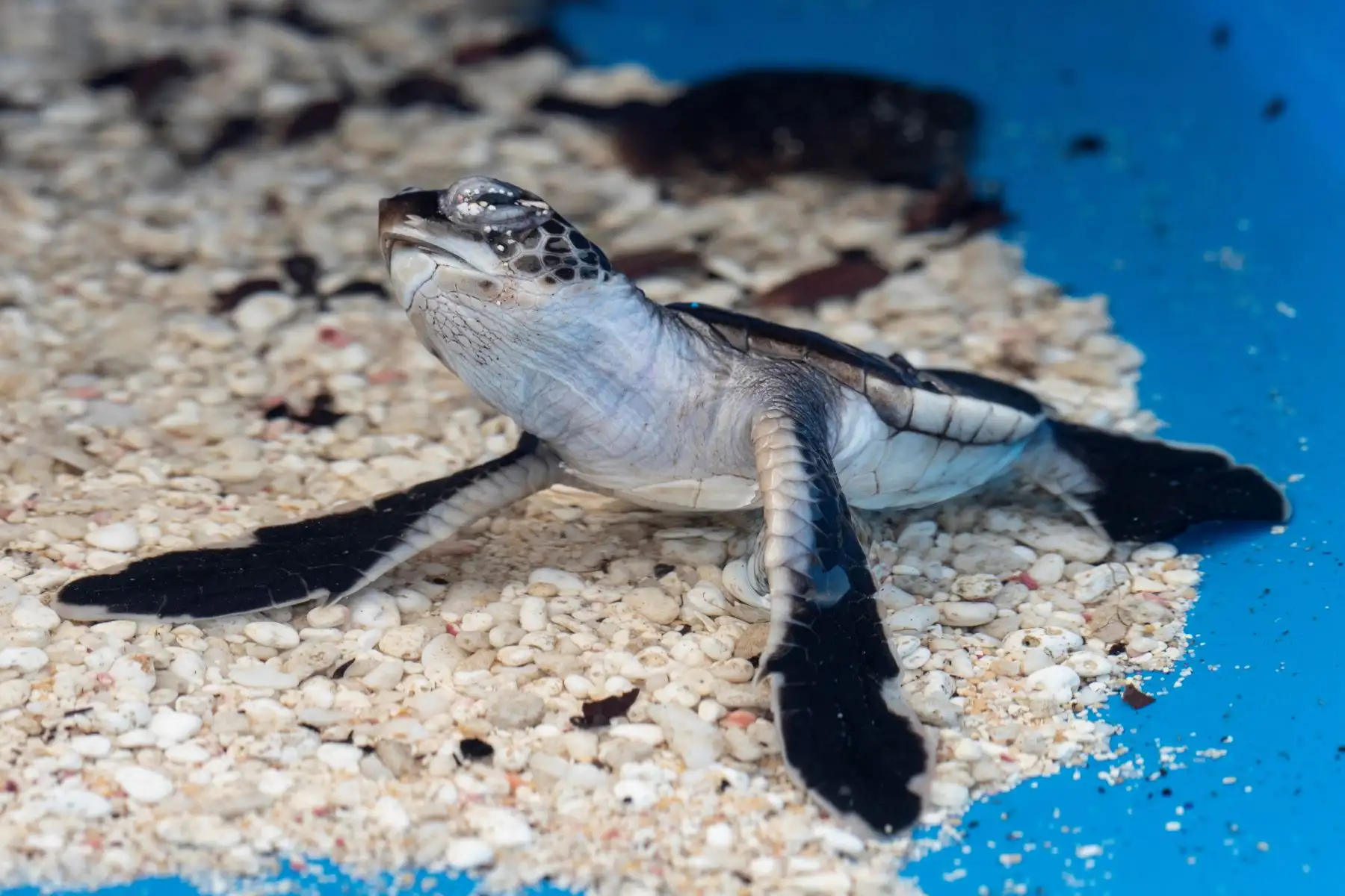 Esta imagen muestra una tortuga bebé en un recipiente de plástico en una playa de la isla Henderson, un miembro deshabitado del archipiélago de las Islas Pitcairn en el Océano Pacífico Sur.AFP