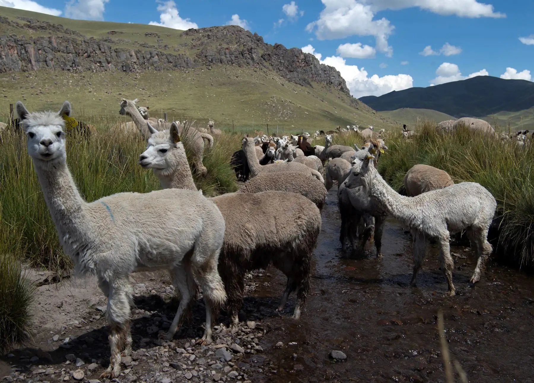 Alpacas  en una granja en la región de Puno.  La industria textil en Perú está comprometida con la lana de alpaca, cuya floreciente producción sostenible genera empleos y valor agregado. Foto: AFP