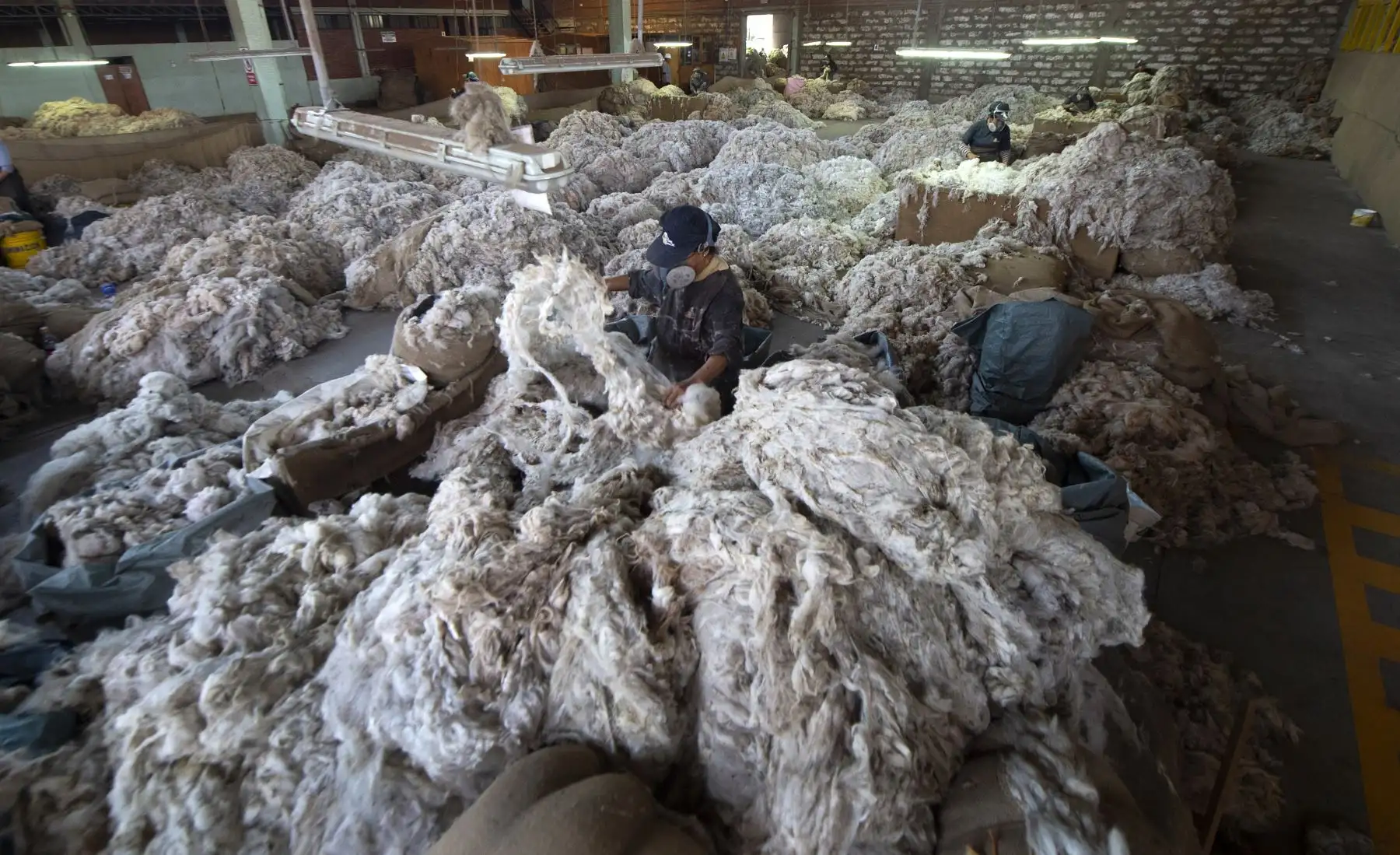 Los trabajadores clasifican la lana de alpaca por color y calidad de fibra en una fábrica textil en Arequipa. Foto: AFP