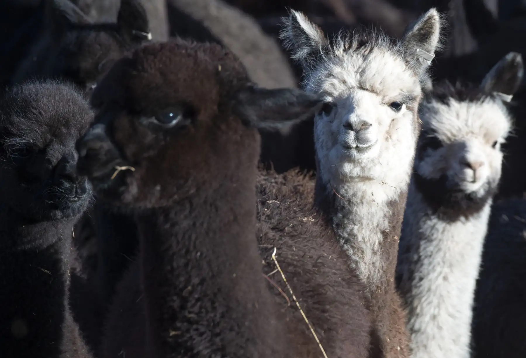 La industria textil en Perú está comprometida con la lana de alpaca, que una producción sostenible y floreciente genera empleos y valor agregado. AFP