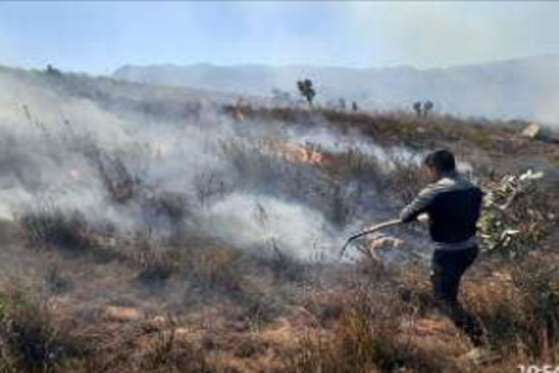 El incendio forestal que se viene registrando en la región Cajamarca, está afectado 50 hectáreas de cultivo y cobertura natural (eucalipto, frutales y pastizales), a 1 kilómetro de la localidad de Cushumalca y caserío La Laguna, del centro poblado de Huayllabamba, distrito de Pedro Gálvez, provincia de San Marcos, informó el Instituto Nacional de Defensa Civil (Indeci).