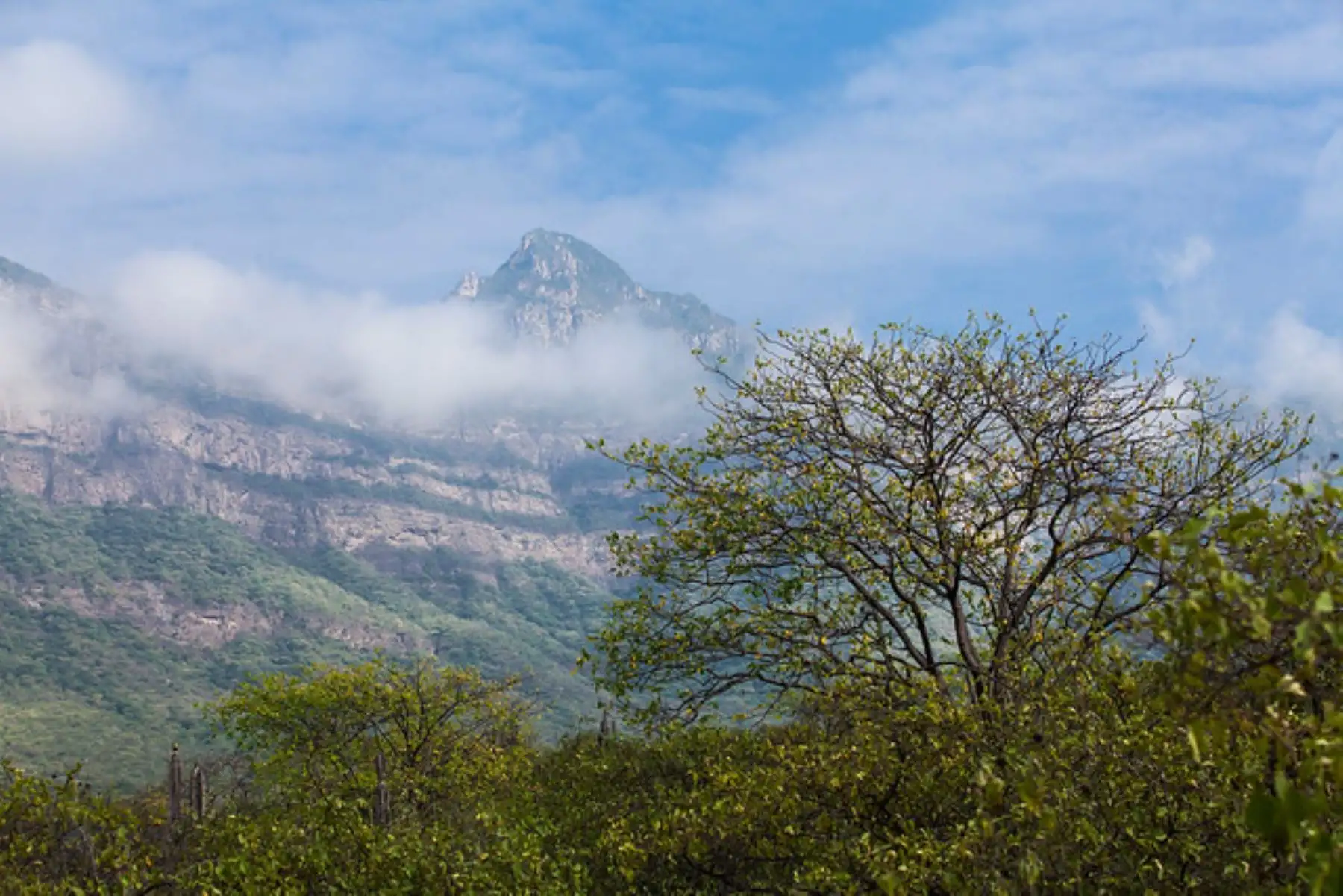 Destacan experiencias exitosas en la gestión y conservación de bosques en el Perú.