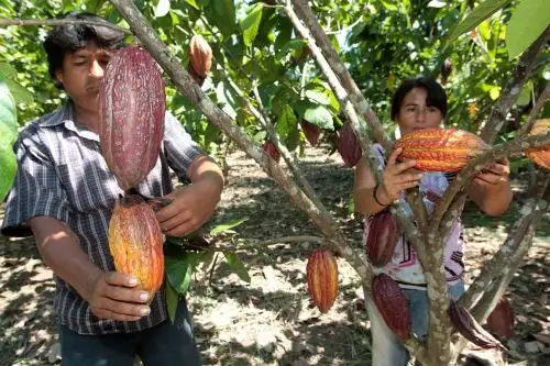 Productores de San Martín, Amazonas, Piura y Tumbes se unen para exportar cacao orgánico con apoyo de la Cooperación Suiza y Appcacao.