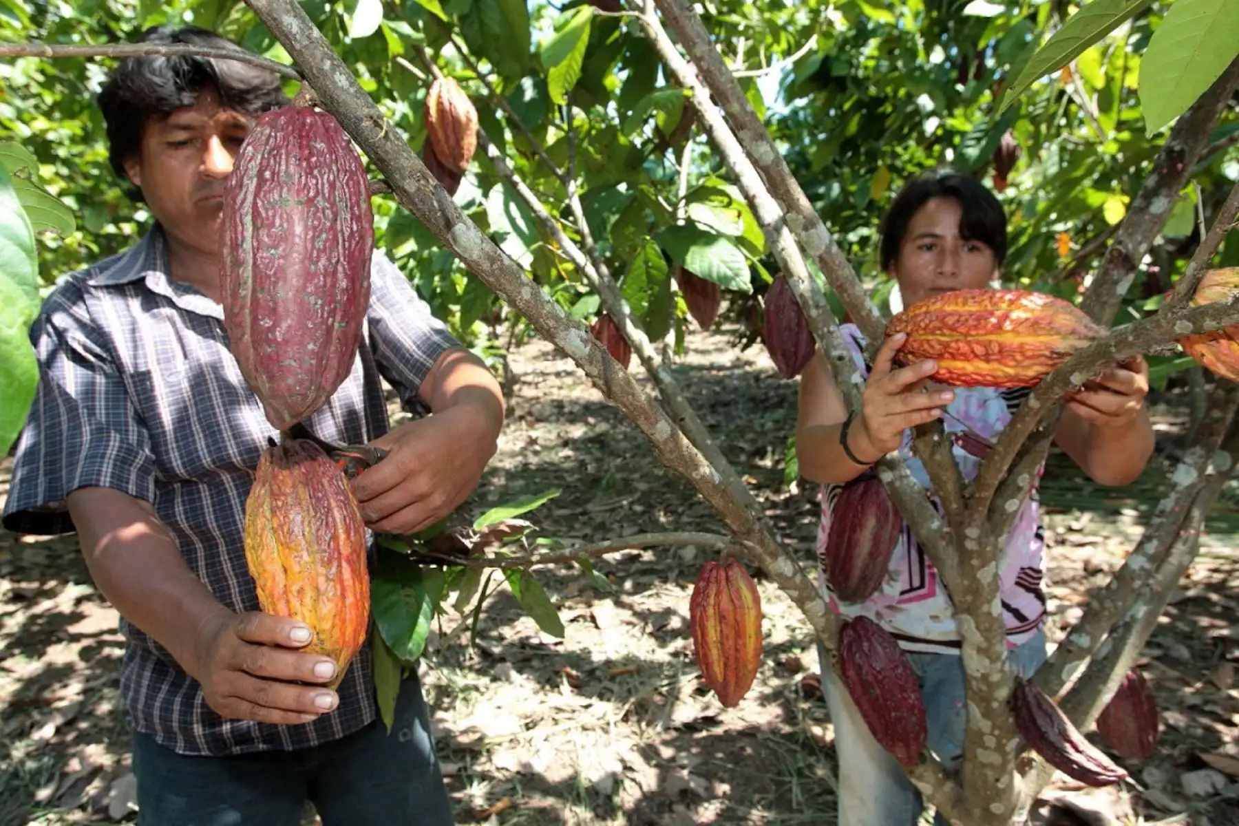 Productores de San Martín, Amazonas, Piura y Tumbes se unen para exportar cacao orgánico con apoyo de la Cooperación Suiza y Appcacao.
