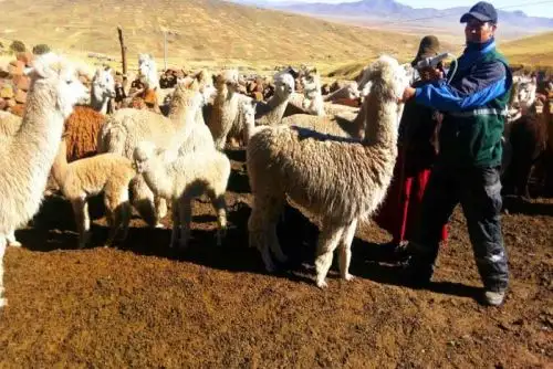 Dentro del plan de contingencia que viene ejecutando el Ministerio de Agricultura y Riego (Minagri) ante el proceso eruptivo del volcán Ubinas, 94,900 cabezas de ganado (alpacas, ovinos y vacunos) serán protegidas con la aplicación y dosificación de kits veterinarios que dicho portafolio adquirió, a través de Agro Rural.