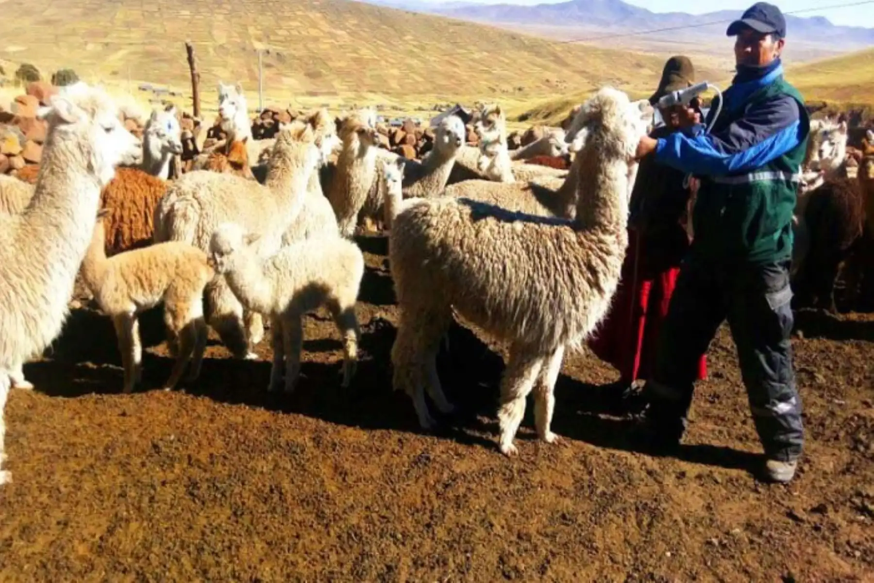 Dentro del plan de contingencia que viene ejecutando el Ministerio de Agricultura y Riego (Minagri) ante el proceso eruptivo del volcán Ubinas, 94,900 cabezas de ganado (alpacas, ovinos y vacunos) serán protegidas con la aplicación y dosificación de kits veterinarios que dicho portafolio adquirió, a través de Agro Rural.