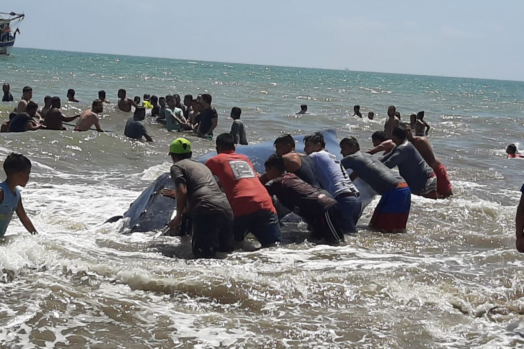 Policías, pescadores y turistas luchan por salvar a ballena varada en Tumbes Foto: Cortesía RP Noticias