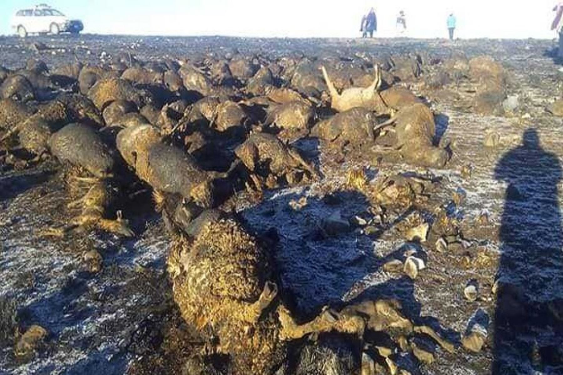 Cerca de doscientas ovejas murieron calcinadas en el incendio forestal que se registró en el distrito de Chicche, ubicado en la parte alta de la provincia de Huancayo, región Junín, informaron fuentes locales.