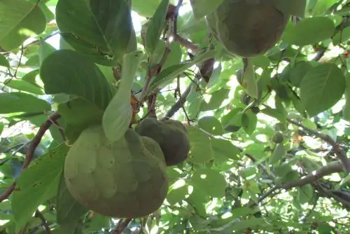 La comunidad campesina de Huanangui, en la provincia limeña de huaura, cuenta con 200 hectáreas dedicadas al cultivo de chirimoya orgánica.