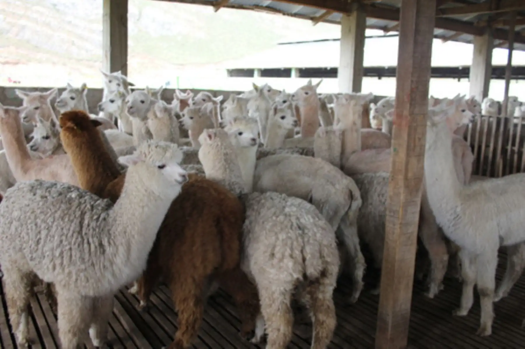 Perú alberga la mayor población mundial de alpacas: 3.6 millones de ejemplares, informó el Minagri.